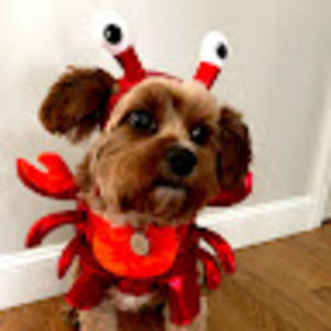 Meet your Posher, Isabella